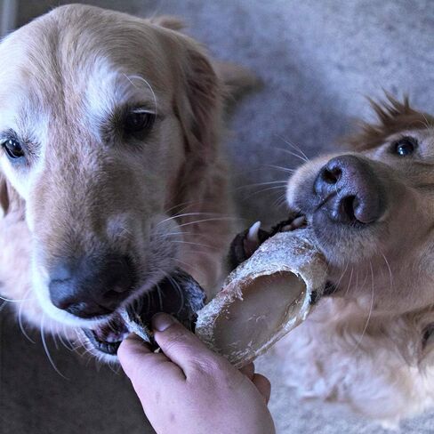 Full-Size Cow Hooves for Dogs | (5 Pack) All-Natural Long Lasting Dog Chews | Made from Grass Fed Cattle | Tasty Treat for Oral Hygiene | Fantastic Alternative for Rawhide and Bully Sticks in Kuwait