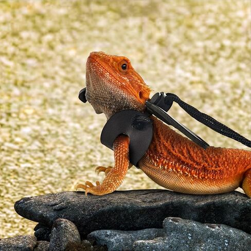 حزام مقود سحلية التنين الملتحي من Waazoorep، حزمة من 3 مقاسات قابلة للتعديل، مقود سحلية من الجلد الناعم للزواحف للبرمائيات والحيوانات الأليفة الصغيرة (ذهبي) in Kuwait