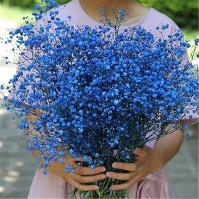 beerfingo Dried-Flowers-Babys-Breath-Bouquet-17.2 inch 2500+ Flowers, Natural Gypsophila Branches for Home Decor, Wedding, Table Decor, DIY Wreath Floral, Dry Flowers Bulk for Vase (Ink Blue) in Kuwait