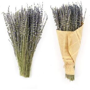 MIHUAGE حزم زهور اللافندر المجففة الحقيقية 100٪ ديكور زهور جافة طبيعية لديكورات المنزل 2 حزم حزمة 300+ ينبع 17 "(أرجواني) in Kuwait