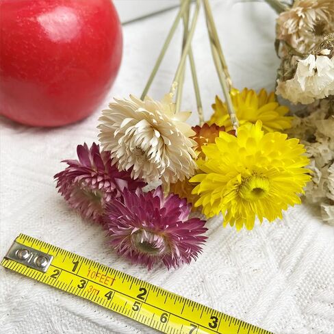 L'BREVOGA Dried Flowers with Stem, 36 PCS Strawflower Daisy in 16 inches, Dried Flower for Floral Arrangments Home Decoration (Strawflower Mix) in Saudi Arabia