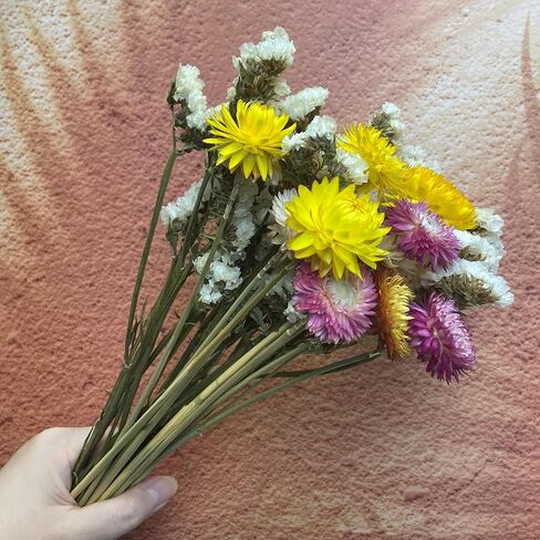 L'BREVOGA Dried Flowers with Stem, 36 PCS Strawflower Daisy in 16 inches, Dried Flower for Floral Arrangments Home Decoration (Strawflower Mix) in Saudi Arabia
