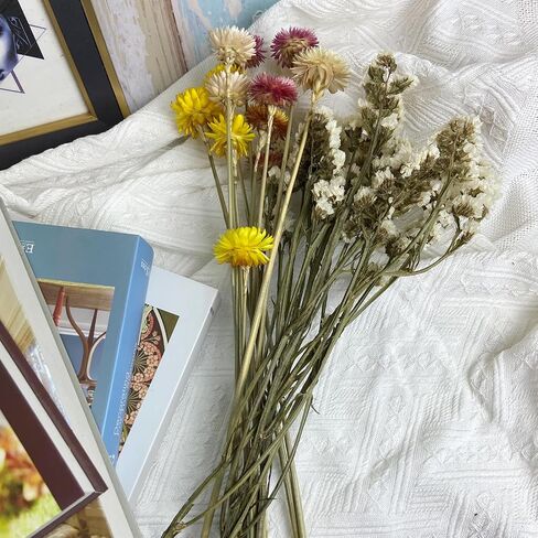L'BREVOGA Dried Flowers with Stem, 36 PCS Strawflower Daisy in 16 inches, Dried Flower for Floral Arrangments Home Decoration (Strawflower Mix) in Saudi Arabia