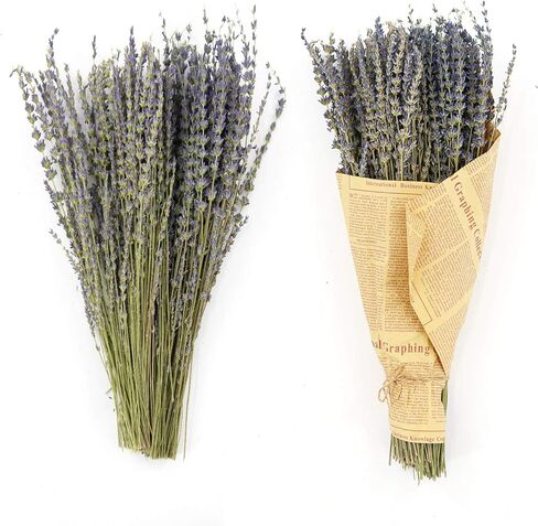 MIHUAGE حزم زهور اللافندر المجففة الحقيقية 100٪ ديكور زهور جافة طبيعية لديكورات المنزل 2 حزم حزمة 300+ ينبع 17 "(أرجواني) in Kuwait