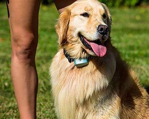 سياج الحيوانات الأليفة متوافق مع بطارية السياج غير المرئية لطوق الكلاب، بطاريات لأطواق الكلاب، غطاء طاقة العلامة التجارية للسياج غير المرئي R21، R22، R51، أطواق ميكرولايت آمنة ومتينة (10 عبوات) in Kuwait