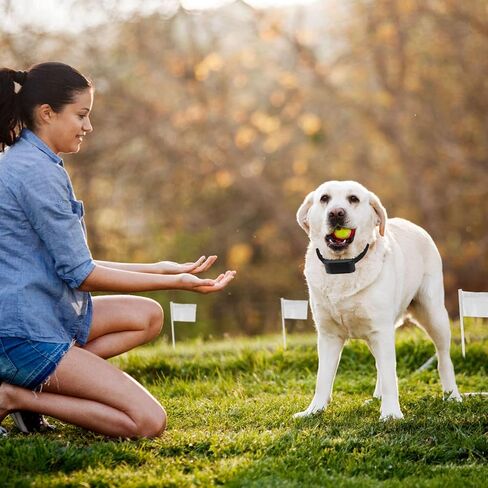 Lirioden Electric Dog Fence System Wireless Dog Fence Pet Tone Shock Boundary Containment w/ 2 Tone Shock Waterproof Receivers Buried 984 Ft Wire Covers 1.2 Acre for Dog Over 4lbs Small Medium Large in Kuwait