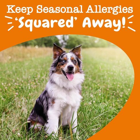 مضغ ناعم بنكهة زيستي باوز - مسبب للحساسية للكلاب مع جذر عرق السوس والكركم ومكملات ألياف EpiCor الفاخرة للكلاب لدعم حساسية حبوب اللقاح الموسمية وتعزيز جهاز المناعة للحيوانات الأليفة، 10 أونصة in Kuwait