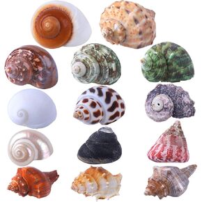 PPCLION Natural Hermit Crab Shells Turbo Sea Conch Shell for Décor, Size: 1.5-3.5", 6 PCS. Opening 0.5"-1.5" in Kuwait