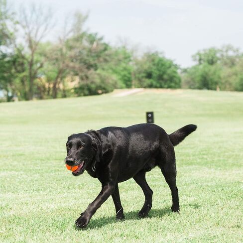 Chuckit! Dog Tennis Ball Toy, Large 3in, 2 Pack, for 60-100lbs Dogs in Kuwait