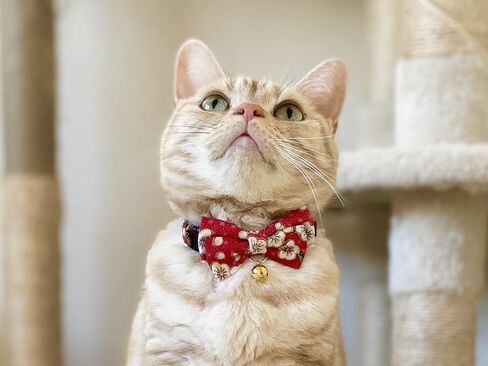 Hanami Bow Tie Cat Collar (Red) in Kuwait