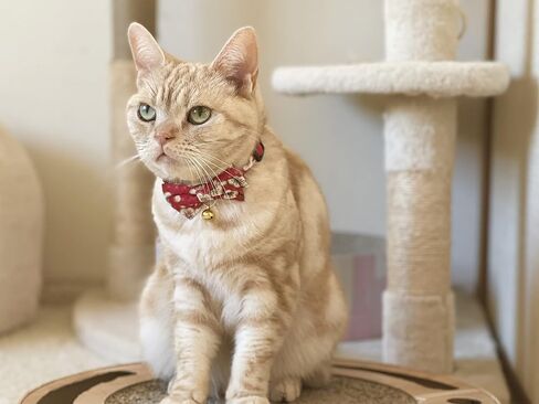 Hanami Bow Tie Cat Collar (Red) in Kuwait