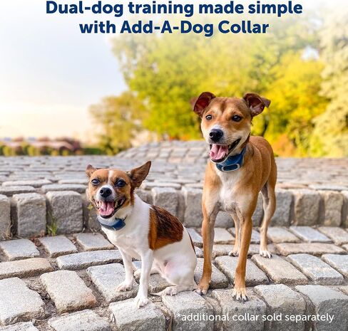 طوق التدريب عن بعد بطول 300 ياردة من PetSafe - إصدار أصغر للكلاب الصغيرة أو المتوسطة - اختر من بين النغمة أو الاهتزاز أو 15 مستوى من التحفيز الثابت - خيار متوسط ​​المدى لتدريب الكلاب المقيدة in Kuwait