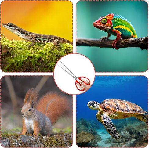 ملقط تغذية الثعبان، ملاقط تغذية الزواحف 15 انش، ملاقط كبيرة طويلة للغاية لاكسسوارات كرة الذرة، ملحقات خزان الزواحف والتنين الملتحي، لوازم تربية الحيوانات in Kuwait