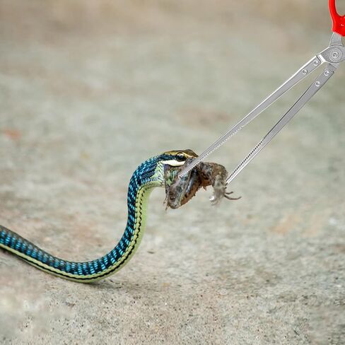 ملقط تغذية الثعبان، ملاقط تغذية الزواحف 15 انش، ملاقط كبيرة طويلة للغاية لاكسسوارات كرة الذرة، ملحقات خزان الزواحف والتنين الملتحي، لوازم تربية الحيوانات in Kuwait