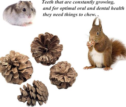 في سي زون 15 قطعة من العاب الخنزير الغيني والهامستر والشنشيلة، العاب مضغ للارانب والجربيل والجربيل الخشبي، دمبل تمرين، كرات مرحة للحيوانات الاليفة، لعبة لعب للحيوانات الاليفة الصغيرة (15 قطعة) in Kuwait