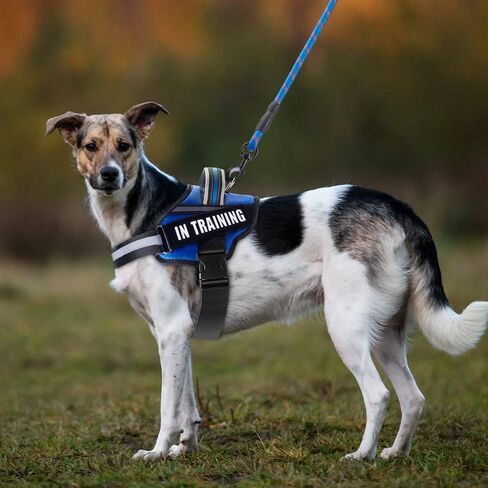 Service Dog Vest Harness and Leash Set, Animire in Training Dog Harness with 10 Dog Patches, Reflective Dog Leash with Soft Padded Handle for Small, Medium, Large, and Extra-Large Dogs (RED,S) in Kuwait