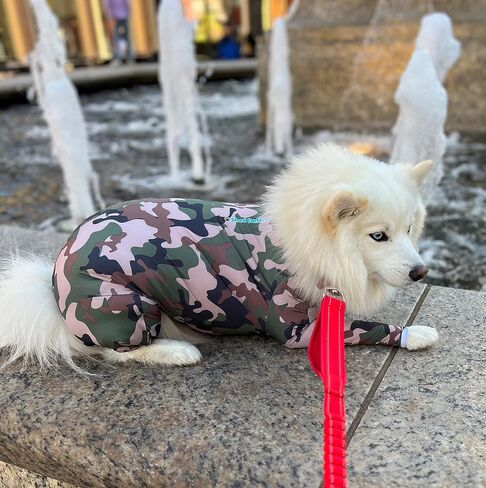 Shed Defender Original Dog Onesie - يظهر على خزان القرش، بدلة تساقط للكلاب، بدلة تعافي للتعقيم والخصي بعد الجراحة، قميص مهدئ للقلق، حماية من حساسية البقع الساخنة، معتمد من الطبيب البيطري in Kuwait