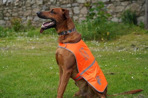 Upgraded Reflective Dog Vest. Hi-Visibility, Fluorescent Blaze Orange Dog Vest Helps Protect Your Best Friend. Safeguard Your PUP from Motorists & Hunting Accidents, On or Off Leash by 4LegsFriend in Saudi Arabia