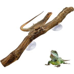 Reptile Decor Natural Forest Branch Terrarium Climb Corner Tree Branch Background Decoration Plant Decoration with Suction Cup for Snake Lizard and Leopard Gecko in Kuwait