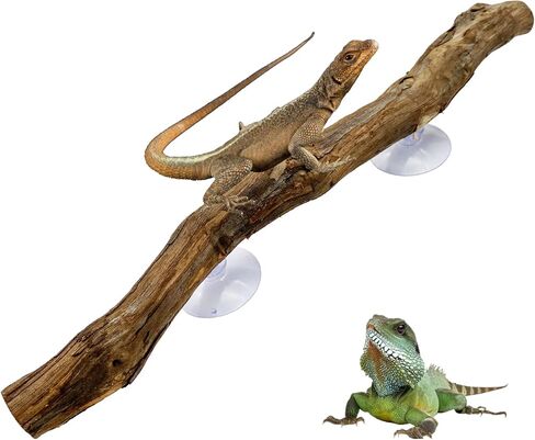 Reptile Decor Natural Forest Branch Terrarium Climb Corner Tree Branch Background Decoration Plant Decoration with Suction Cup for Snake Lizard and Leopard Gecko in Kuwait