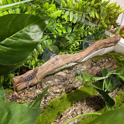 Reptile Decor Natural Forest Branch Terrarium Climb Corner Tree Branch Background Decoration Plant Decoration with Suction Cup for Snake Lizard and Leopard Gecko in Kuwait