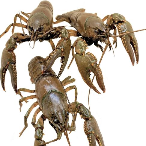 Toledo Goldfish Crayfish: Live Crawdads Perfect for Stocking Ponds or Aquariums - 5 Count in Kuwait