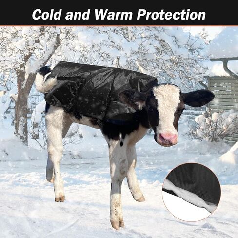 سترات بطانية العجل معطف التوقف لفصل الشتاء مقاوم للماء الماشية العجول البطانيات الدافئة in Kuwait