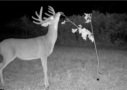 Licking Stick Mock Scrape Kit for Hunting – Food Plot Attractant & Lure for Whitetail Hunters – Includes 8 oz AllSeason Scent for Deer – Alternative to Bait, Feeders, & Mineral Blocks in Kuwait