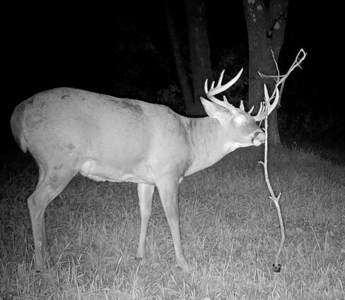 Licking Stick Mock Scrape Kit for Hunting – Food Plot Attractant & Lure for Whitetail Hunters – Includes 8 oz AllSeason Scent for Deer – Alternative to Bait, Feeders, & Mineral Blocks in Kuwait