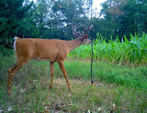 Licking Stick Mock Scrape Kit for Hunting – Food Plot Attractant & Lure for Whitetail Hunters – Includes 8 oz AllSeason Scent for Deer – Alternative to Bait, Feeders, & Mineral Blocks in Kuwait
