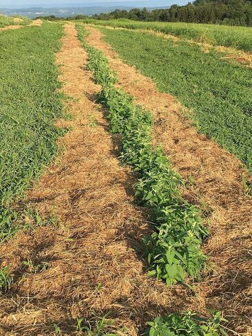 MagJo Naturals Farm Direct Catnip | Freshest Available | Bulk Bag (Half Pound) in Saudi Arabia
