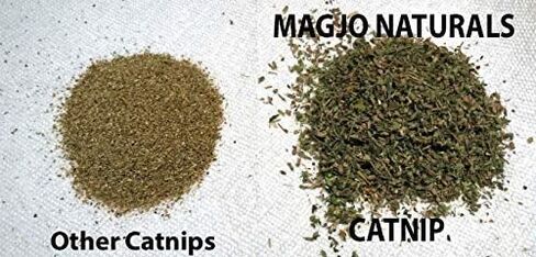 MagJo Naturals Farm Direct Catnip | Freshest Available | Bulk Bag (Half Pound) in Saudi Arabia