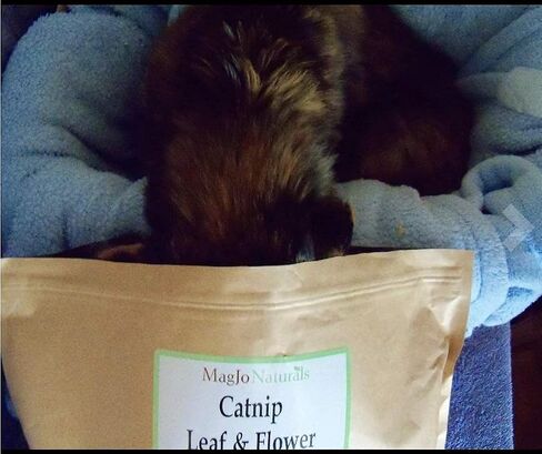 MagJo Naturals Farm Direct Catnip | Freshest Available | Bulk Bag (Half Pound) in Saudi Arabia