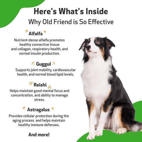 Pet Wellbeing Old Friend for Senior Dogs - Supports Immune System Health, Joint Mobility, Healthy Energy Levels, Alfalfa, Reishi - Veterinarian-Formulated Herbal Supplement 2 oz (59 ml) in Saudi Arabia