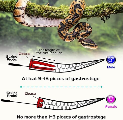 انتي ديوس مجموعة مجسات ثعبان، مجسات جنس الثعبان مع طرف دائري ومعدن لا يسبب الحساسية بشكل طبيعي، أداة مجسات جنس الثعبان تتيح لك معرفة ما إذا كان الثعبان ولد أو فتاة. in Kuwait