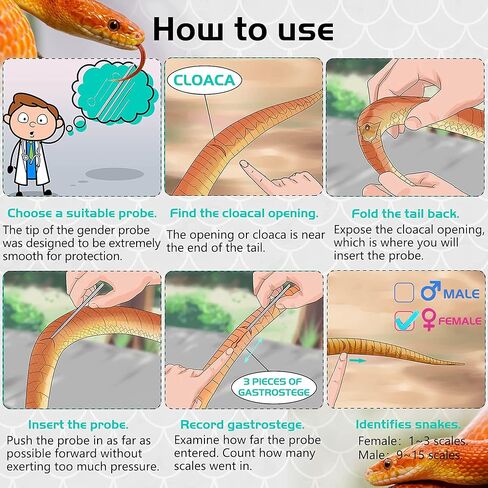 انتي ديوس مجموعة مجسات ثعبان، مجسات جنس الثعبان مع طرف دائري ومعدن لا يسبب الحساسية بشكل طبيعي، أداة مجسات جنس الثعبان تتيح لك معرفة ما إذا كان الثعبان ولد أو فتاة. in Kuwait
