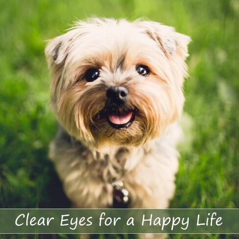 أمشاط تنظيف وإزالة البقع للكلاب من أوترلي بيتس لإزالة الأوساخ ومخاط العيون وقشرة العين بلطف (عبوة من قطعتين) in Kuwait