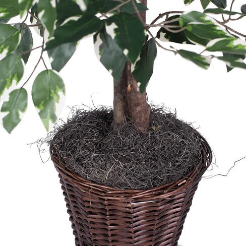 Vickerman Everyday 4' Artificial Variegated Ficus Bush in a Black Plastic Pot - Lifelike Home Office Decor - Faux Indoor Potted Bush in Saudi Arabia