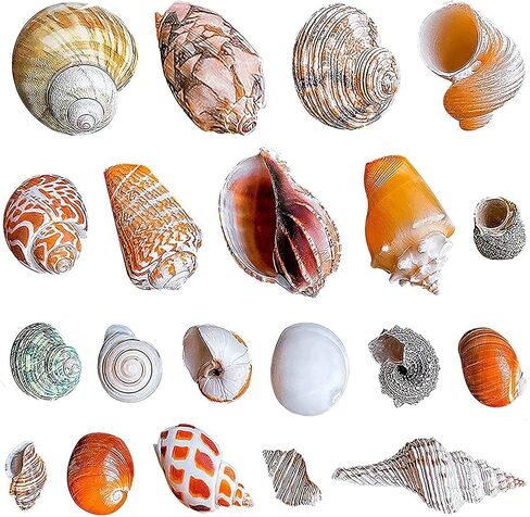 أصداف سرطان البحر الناسك من بيتاوي، 20 قطعة من الأصداف البحرية المتوسطة والكبيرة والصغيرة النمو لمحار البحر المختلفة بدون مستلزمات مطلية مقاس مفتوح 0.5 بوصة - 2.1 بوصة (HCS20-95-) in Kuwait