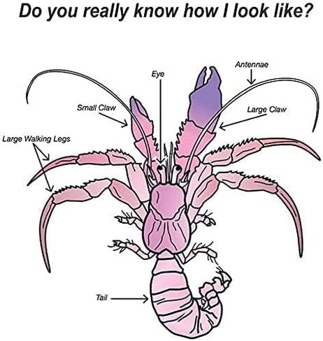 أصداف سرطان البحر الناسك من بيتاوي، 20 قطعة من الأصداف البحرية المتوسطة والكبيرة والصغيرة النمو لمحار البحر المختلفة بدون مستلزمات مطلية مقاس مفتوح 0.5 بوصة - 2.1 بوصة (HCS20-95-) in Kuwait
