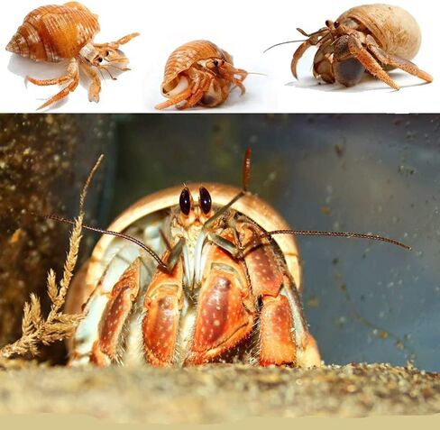 أصداف سرطان البحر الناسك من بيتاوي، 20 قطعة من الأصداف البحرية المتوسطة والكبيرة والصغيرة النمو لمحار البحر المختلفة بدون مستلزمات مطلية مقاس مفتوح 0.5 بوصة - 2.1 بوصة (HCS20-95-) in Kuwait