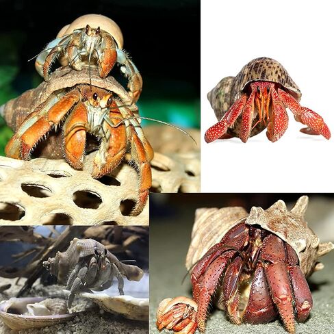 أصداف سرطان البحر الناسك من بيتاوي، 20 قطعة من الأصداف البحرية المتوسطة والكبيرة والصغيرة النمو لمحار البحر المختلفة بدون مستلزمات مطلية مقاس مفتوح 0.5 بوصة - 2.1 بوصة (HCS20-95-) in Kuwait