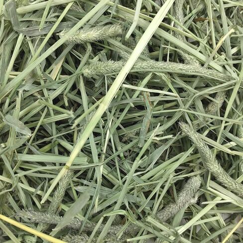 قش تيموثي الغربي لصحة الحيوان من Oxbow - قش طبيعي بالكامل للأرانب وخنازير غينيا والشنشيلا والهامستر والجربوع - صنع في الولايات المتحدة الأمريكية - غني بالألياف - يوصى به الأطباء البيطريون - 25 رطل. حجم كبير in Kuwait