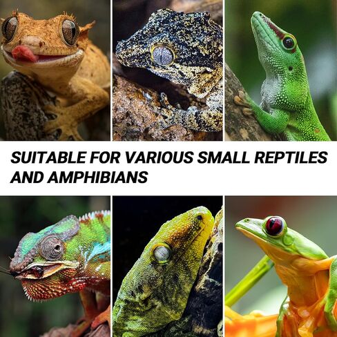 REPTI ZOO Reptile Gecko Feeder Ledge,2 in 1 Reptile Food Water Feeding Dish,Reptile Suction Cup Feeder with 6xBowls &3xSucker&2xScrews in Saudi Arabia