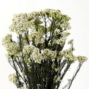 زهرة الأرز المجففة 100% الدخن الطبيعي زهرة جافة محفوظة للمزهرية ديكور المنزل الزفاف لتقوم بها بنفسك ترتيب 2 حزم حزمة الأخضر in Kuwait