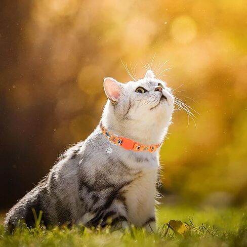 PUPTECK Breakaway Valentine Cat Collar with Bell Charm, 2 Packs Adjustable Kitty Collars Pink & Red Love Pattern, 7.8-11.8 in in Kuwait