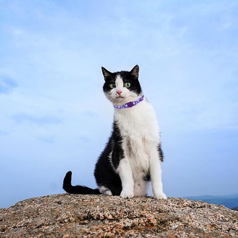 PUPTECK Breakaway Valentine Cat Collar with Bell Charm, 2 Packs Adjustable Kitty Collars Pink & Red Love Pattern, 7.8-11.8 in in Kuwait
