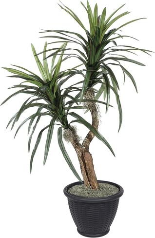 Vickerman 4' Indoor Artificial Marginata Bush, Gray Plastic Container. in Kuwait