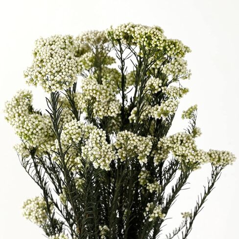 زهرة الأرز المجففة 100% الدخن الطبيعي زهرة جافة محفوظة للمزهرية ديكور المنزل الزفاف لتقوم بها بنفسك ترتيب 2 حزم حزمة الأخضر in Kuwait