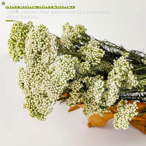 زهرة الأرز المجففة 100% الدخن الطبيعي زهرة جافة محفوظة للمزهرية ديكور المنزل الزفاف لتقوم بها بنفسك ترتيب 2 حزم حزمة الأخضر in Kuwait